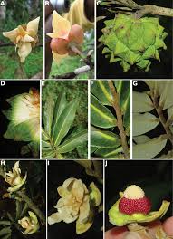 Image result for Uvaria schweinfurthii