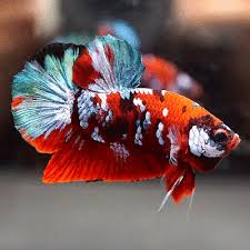 Live Betta Fish Fancy Super Red Vivid Blue Galaxy Koi Halfmoon Plakat Male 486