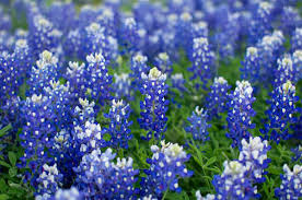 And we can ship anywhere. Top 10 Annuals For Texas Jcs Landscaping