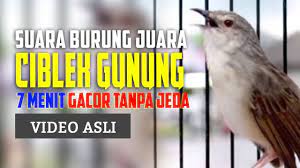 7 Menit Ciblek Gunung Ngebren Tanpa Jeda Cigun Gacor Youtube