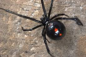 Following the reveal of maria hill using a cosmic cube to rewrite reality and trap notorious criminals as. Black Widow Spiders Found In Grapes In Multiple States Daily Mail Online