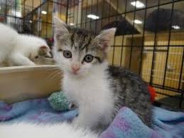 I Found Snowbunny On Petfinder White Kittens Cats Kitten