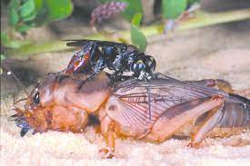 It burrows underground and eats the roots of freshly planted veggies. Female Larra Bicolor Attacking A Mole Cricket Photo Lyle Buss Download Scientific Diagram