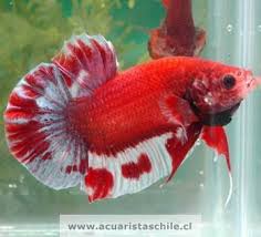 Betta Plakat O Cola Corta Acuariofilia2009 Pez Betta Peces Exoticos Y Betta