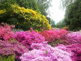 69 #1 of 5 outdoor activities in mönchengladbach. Kwitnace Krzewy Bild Von Bunter Garten Monchengladbach Tripadvisor