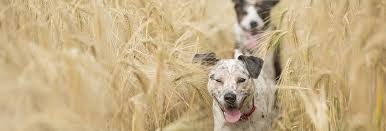 The veterinary rehabilitation and wellness center is a 1500 square foot state of the art physical rehabilitation center located inside starkey ranch animal hospital, a full service animal hospital. Spring Animal Wellness Center Glendale Veterinarians