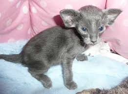 Pureclass british short hair kittens. Oriental Shorthair Info History Personality Kittens Diet Pictures Cat Breed Selector