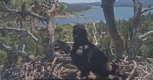 Video shows Big Bear eaglet falling from tree; California advocacy group says it's "positive" she's OK
