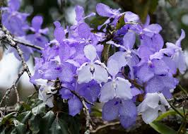 Image result for Vanda coerulea
