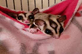 A Definitive Guide To Sugar Gliders Sugar Glider Zone Sugarglider Care