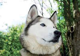 Check spelling or type a new query. Siberian Husky