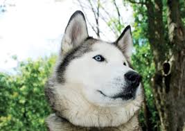 What's the best way to keep your house clean with a dog? General Health Information For Your Siberian Husky