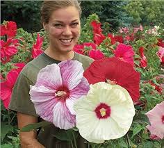 Image result for Hibiscus meyeri
