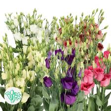 Image result for Orthochilus eustachyus