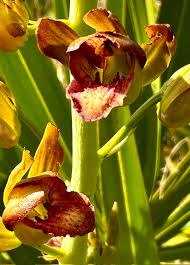 Image result for Microcoelia bulbocalcarata