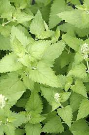 Maybe you would like to learn more about one of these? Catnip Catmint Nepeta Cataria Organically Grown Flower Seeds Floral Encounters