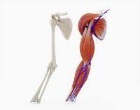 Joints are supplied by articular vessels and nerves. Arm Muscle Bones Artery Veins 3d Model