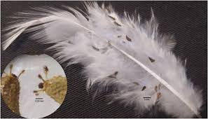 Image result for Adenostemma mauritianum