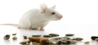 10 Of The Best Mouse Trap Baits To Catch Mice Fast Mouse Traps Best Mouse Trap Best Mouse Trap Bait
