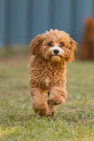 Cavoodles Or Cavapoos Are Active Dogs They Love To Play I Enjoy Capturing This Playfulness In My Cavoodle Portraits Action Shots Dog Activities Cavapoo Dogs