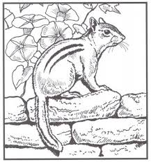 They'd be too difficult for little kids but perfect for older kids and grown ups. Backyard Animals And Nature Coloring Books Free Coloring Pages Coloring Books Coloring Pages Nature Coloring Pages