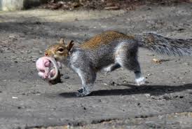 Squirrel Breeding Biology Gestation Birth Kitten Development Wildlife Online