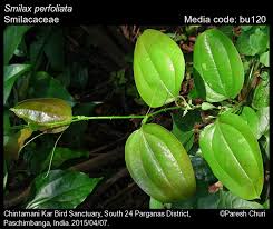 Image result for Smilacaceae