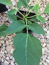 Image result for Erythrina zeyheri