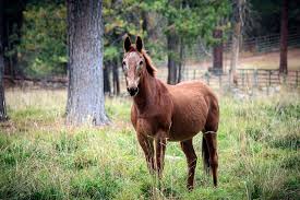 What is the rarest color of a horse? All About The Chestnut Horse