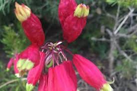 Image result for Asparagaceae