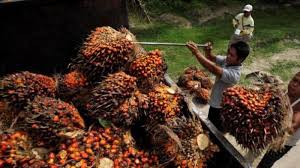 Teknik tanam miring kelapa sawit di gambar 5. Harga Minyak Kelapa Sawit Di Sumut Meningkat Ternyata Ini Penyebabnya Tribun Medan