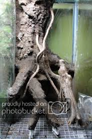20h Vertical Vivarium Journal Dendroboard Vivarium Reptile Enclosure Reptile Room