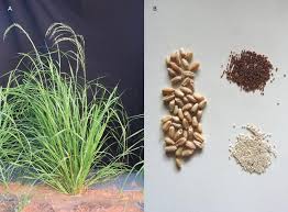 Image result for Eragrostis tef