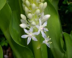Image result for Eucomis zambesiaca