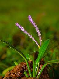 As such it is often used both in tropical and cold water tanks. What Are Aponogeton Plants Care For Aponogeton In Aquariums