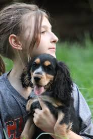 These two sweet Springer/Cocker girls are ready to go to their new homes  any time now. Contact us if you are interested seeing if you may be a good  fit for one