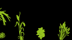 Control is best achieved with cultural and management practices, consistent with ipm. Https Www Giz De En Downloads Giz2018 En Ipm Guideline Web De Pdf