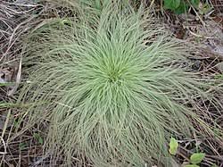 Image result for Bulbostylis scabricaulis