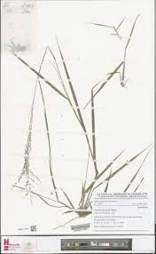 Image result for Panicum phragmitoides