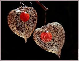 Epingle Sur Coeur