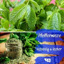 Pfefferminze Ernten Trocknen Pfefferminze Pfefferminze Trocknen Minze Trocknen