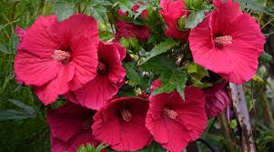 Image result for Hibiscus Red 2015 Vito