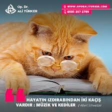 bu gun 17 subat dunya kediler gunu onlari cok seviyoruz ve hatta onlara garip bir ask besliyoruz bu gun ozelinde basta kedileri ve kedi hayvan komik kediler