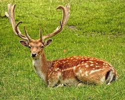 Hayvan Resimleri Ile Ilgili Gorsel Sonucu Fallow Deer Animals Images Animals Beautiful