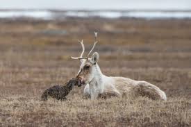 It is presented as found footage, pieced together from a film crew's footage.the film relates the story of a documentary film crew that follows a professor who journeys to the arctic circle. Born To Be Eaten