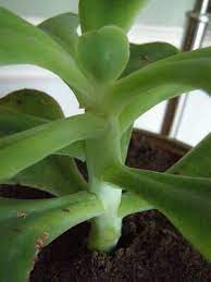 For the gigantica, these stems are up to 1.2 inches thick. Large Leaved Succulent