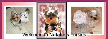 Find the perfect yorkshire terrier puppy for sale in georgia, ga at puppyfind.com. Natalie S Yorkies Yorkies For Sale Teacup Parti Yorkies