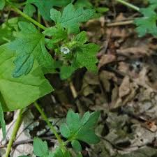 Image result for Brownleea parviflora