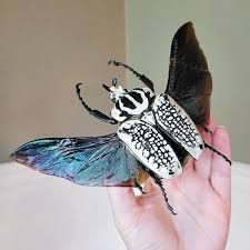 Image result for Culcasia orientalis