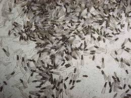Maybe you would like to learn more about one of these? Flying Ants And Termites Vulcan Termite Pest Control
